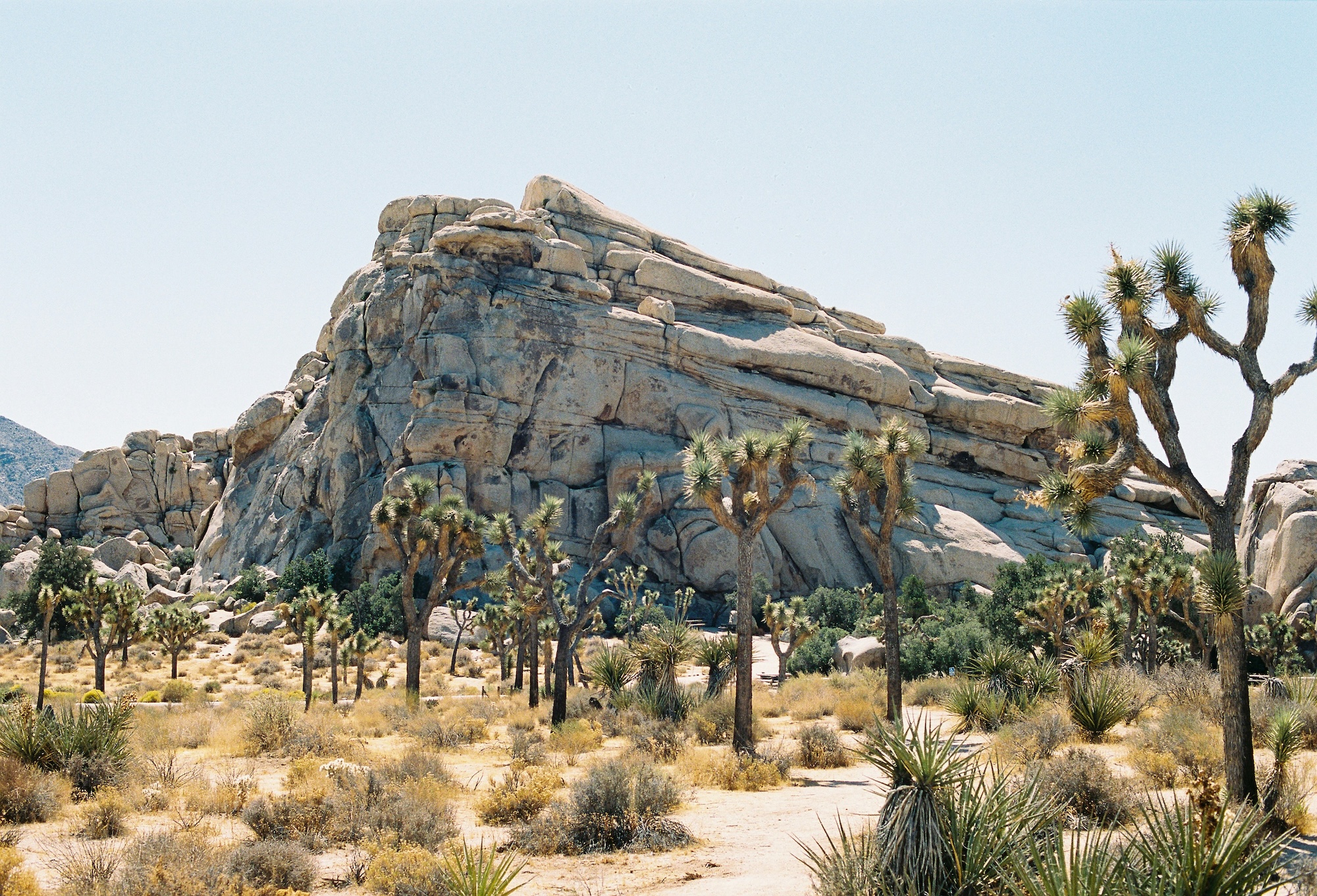 Joshua Tree National Park landscape with iconic twisted trees and rock formations